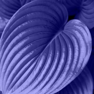 La couleur Pantone de l&rsquo;année 2022